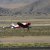 Museums and Events - Reno Air Races